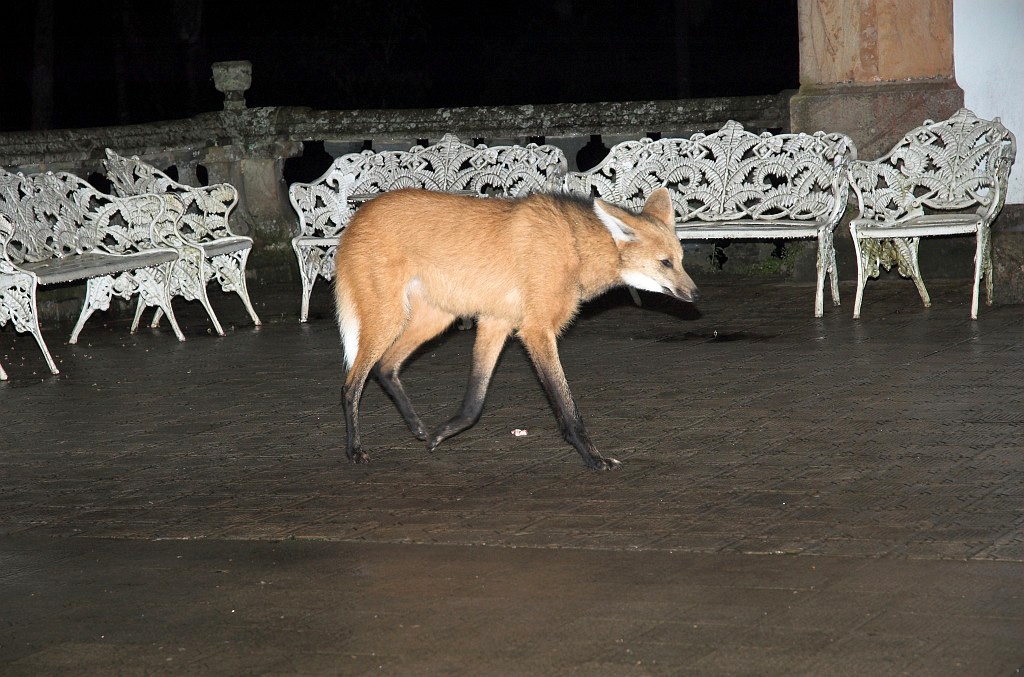 Maned Volf-02.jpg - Maned Wolf (Chrysocyon brachyurus), Serra do Caraca Brazil 2005